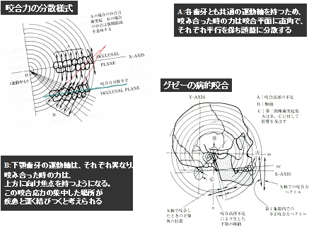 咬合応力の分散と歯