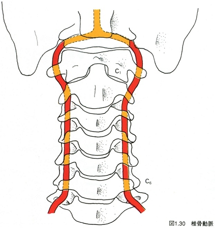 椎骨動脈